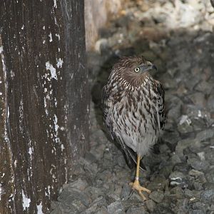 Pied Harrier (Circus melanoleucos)