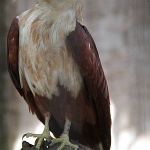 Brahminy Kite (Haliastur indus)