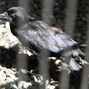 Jungle Crow (Corvus macrorhynchos)