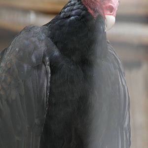 Turkey Vulture (Cathartes aura)