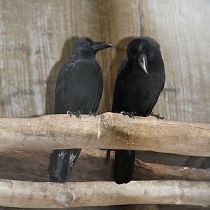 Jungle Crow (Corvus macrorhynchos)