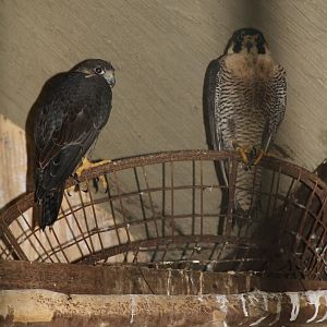Peregrine Falcon (Falco peregrinus)