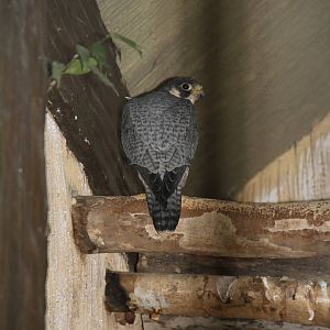 Peregrine Falcon (Falco peregrinus)