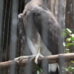 Grey-headed Fish Eagle (Ichthyophaga ichthyaetus)