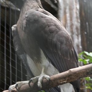 Grey-headed Fish Eagle (Ichthyophaga ichthyaetus)