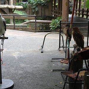 Birds of Prey Show