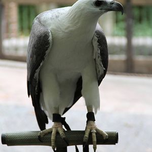 White-bellied Sea Eagle (Haliaeetus leucogaster)