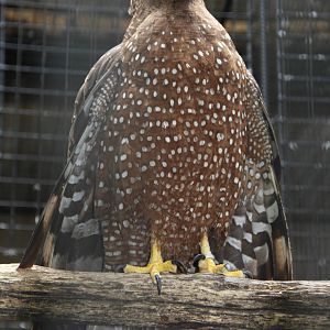 Philippine Serpent Eagle (Spilornis holospilus)