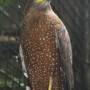 Philippine Serpent Eagle (Spilornis holospilus)