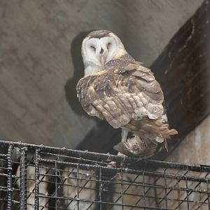 Eastern Grass Owl (Tyto longimembris amauronota)