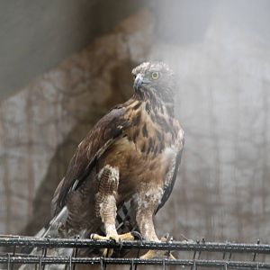 Changeable Hawk-eagle (Nisaetus cirrhatus)
