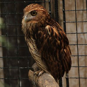 Philippine Eagle-Owl (Bubo philippensis)