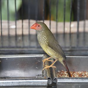 Star Finch (Neochmia ruficauda)