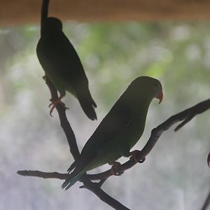 Philippine Hanging Parrot (Loriculus philippensis philippensis)