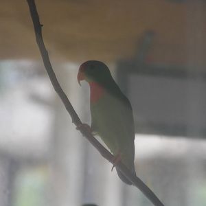 Philippine Hanging Parrot (Loriculus philippensis philippensis)