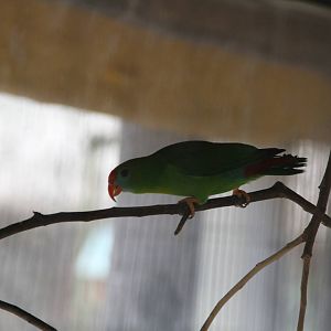 Philippine Hanging Parrot (Loriculus philippensis philippensis)