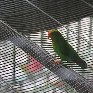 Philippine Hanging Parrot (Loriculus philippensis philippensis)