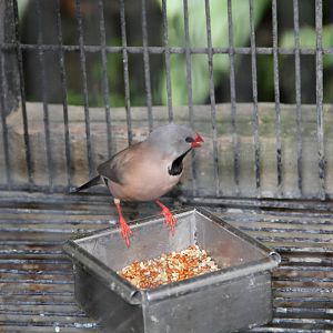 Long-tailed Finch (Poephila acuticauda)