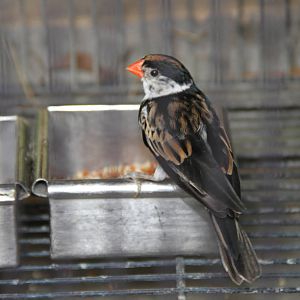 Male Pin-tailed Whydah (Vidua macroura)