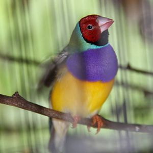 Gouldian Finch (Erythrura gouldiae)