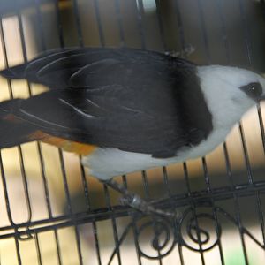 White-headed Buffalo Weaver (Dinemellia dinemelli)