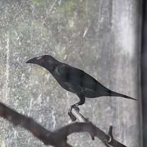 Asian Glossy Starling (Aplonis panayensis)