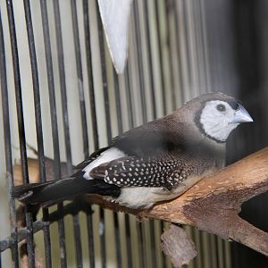 Owl Finch (Taeniopygia bichenovii)
