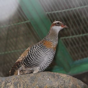Buff-banded Rail (Gallirallus philippensis)