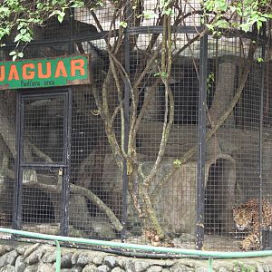 Jaguar's (Panthera onca) exhibit