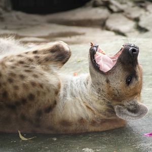 Teethless (?) Spotted Hyena (Crocuta crocuta)