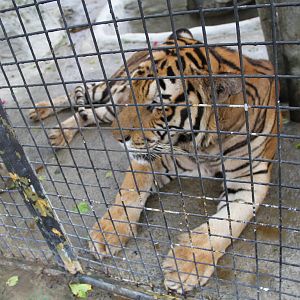 Sumatran Tiger (Panthera tigris sumatrae)