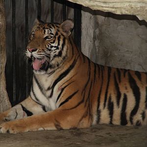 Sumatran Tiger (Panthera tigris sumatrae)