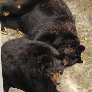 American Black Bear (Ursus americanus)
