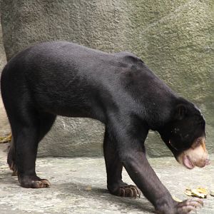 Sun Bear (Ursus malayanus)