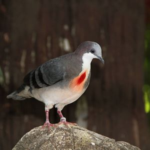 Luzon Bleeding-heart (Gallicolumba luzonica)