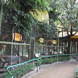 Aviaries for Fruit Doves and Mouse Deer