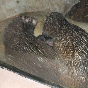 Palawan Porcupines (Hystrix pumila) with young