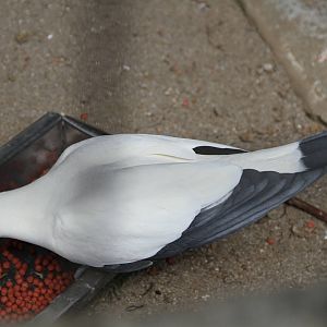 Pied Imperial Pigeon (Ducula bicolor)