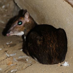 Philippine or Balabac Mouse Deer (Tragulus nigricans)