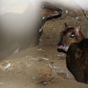 Philippine or Balabac Mouse Deer (Tragulus nigricans)