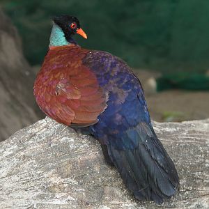 Pheasant Pigeon (Otidiphaps nobilis nobilis)
