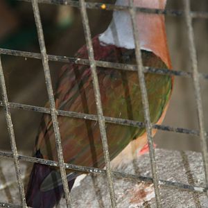 Pink-bellied Imperial Pigeon (Ducula poliocephala)