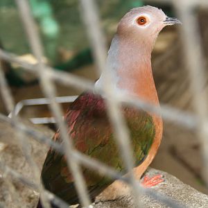 Purple-tailed Imperial Pigeon (Ducula rufigaster)