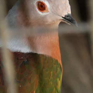Pink-bellied Imperial Pigeon (Ducula poliocephala)