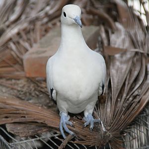 Pied Imperial Pigeon (Ducula bicolor)