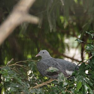 Spotted Imperial Pigeon (Ducula carola)