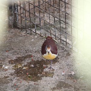 Cinnamon Ground Dove (Gallicolumba rufigula)