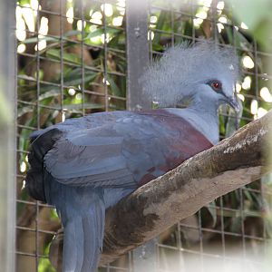Western Crowned Pigeon (Goura cristata)