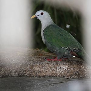 Black-chinned Fruit Dove (Ptilinopus leclancheri)