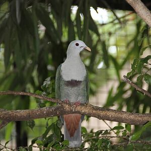 Black-chinned Fruit Dove (Ptilinopus leclancheri)
